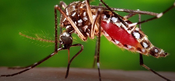 Top 7 loại cửa lưới chống muỗi được ưa chuộng